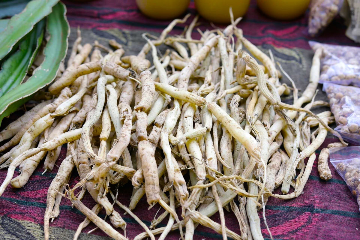 Ashwagandha root and berries on neutral background — warm earthy tones | Medicine Box