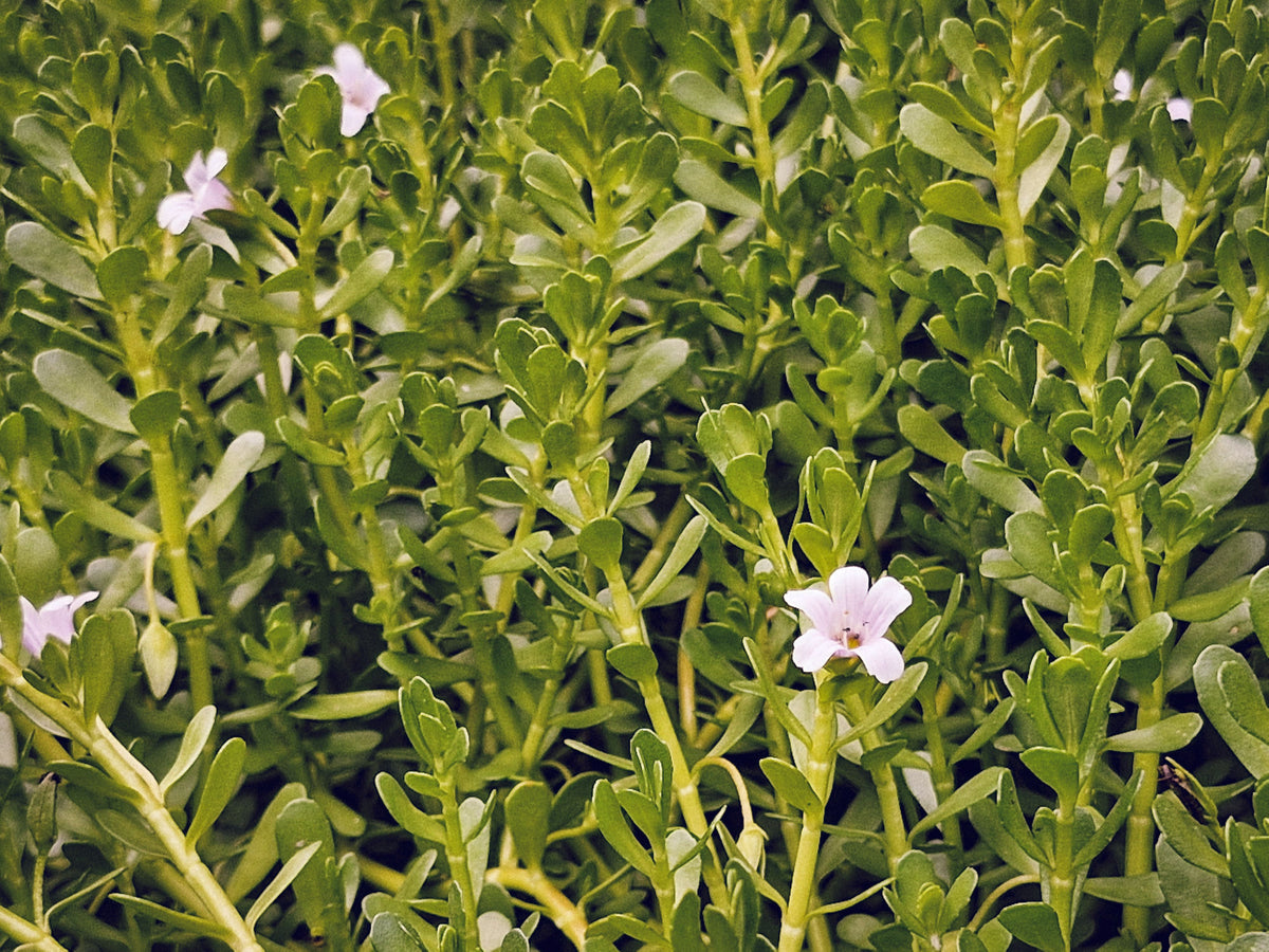 Bacopa monnieri small white flowers on green stems — delicate aquatic herb | Medicine Box
