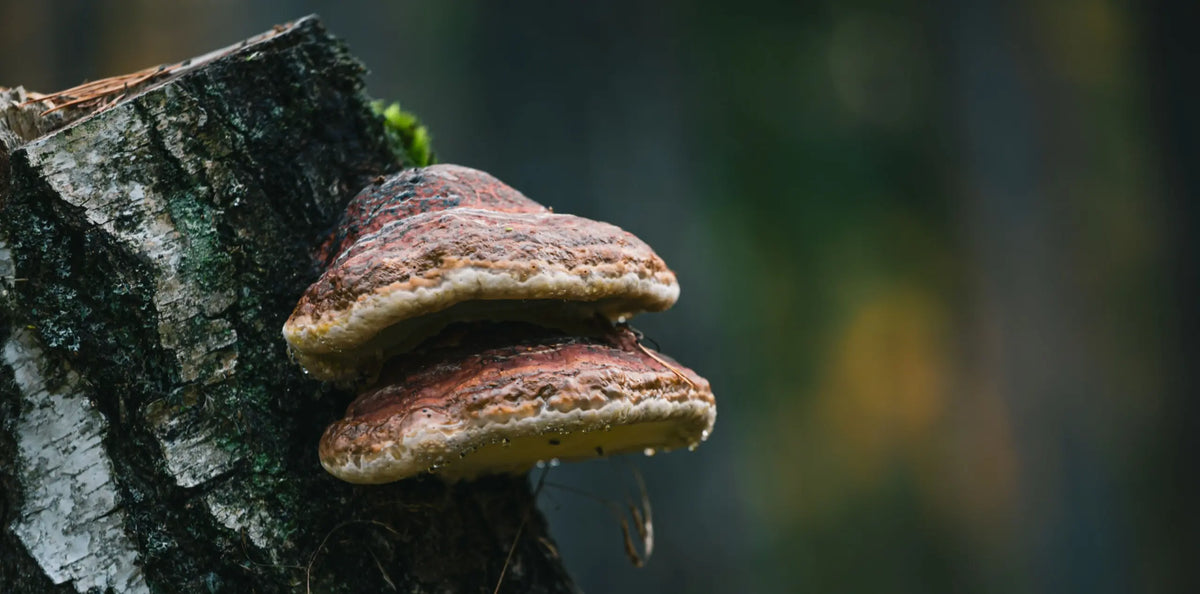 Chaga mushroom conk growing on birch tree — dark charcoal exterior in forest | Medicine Box