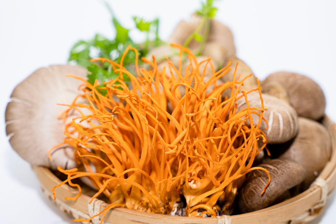 Cordyceps mushroom growing on substrate — golden-orange stalks | Medicine Box