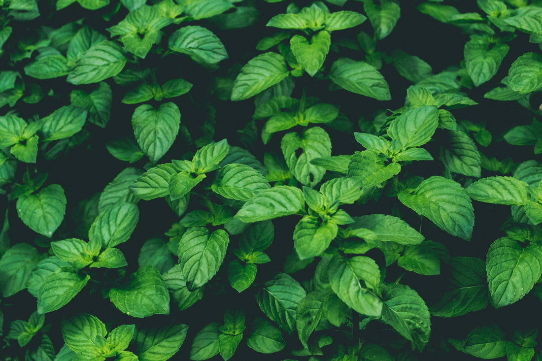 Holy Basil (Tulsi) fresh green leaves on neutral background — bright botanical close-up | Medicine Box