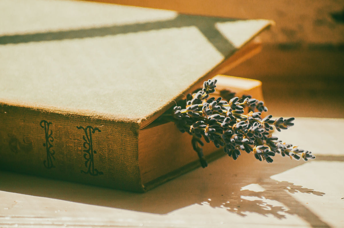 Vintage books and dried herbs in natural light, representing the history of microdosing in a Medicine Box blog