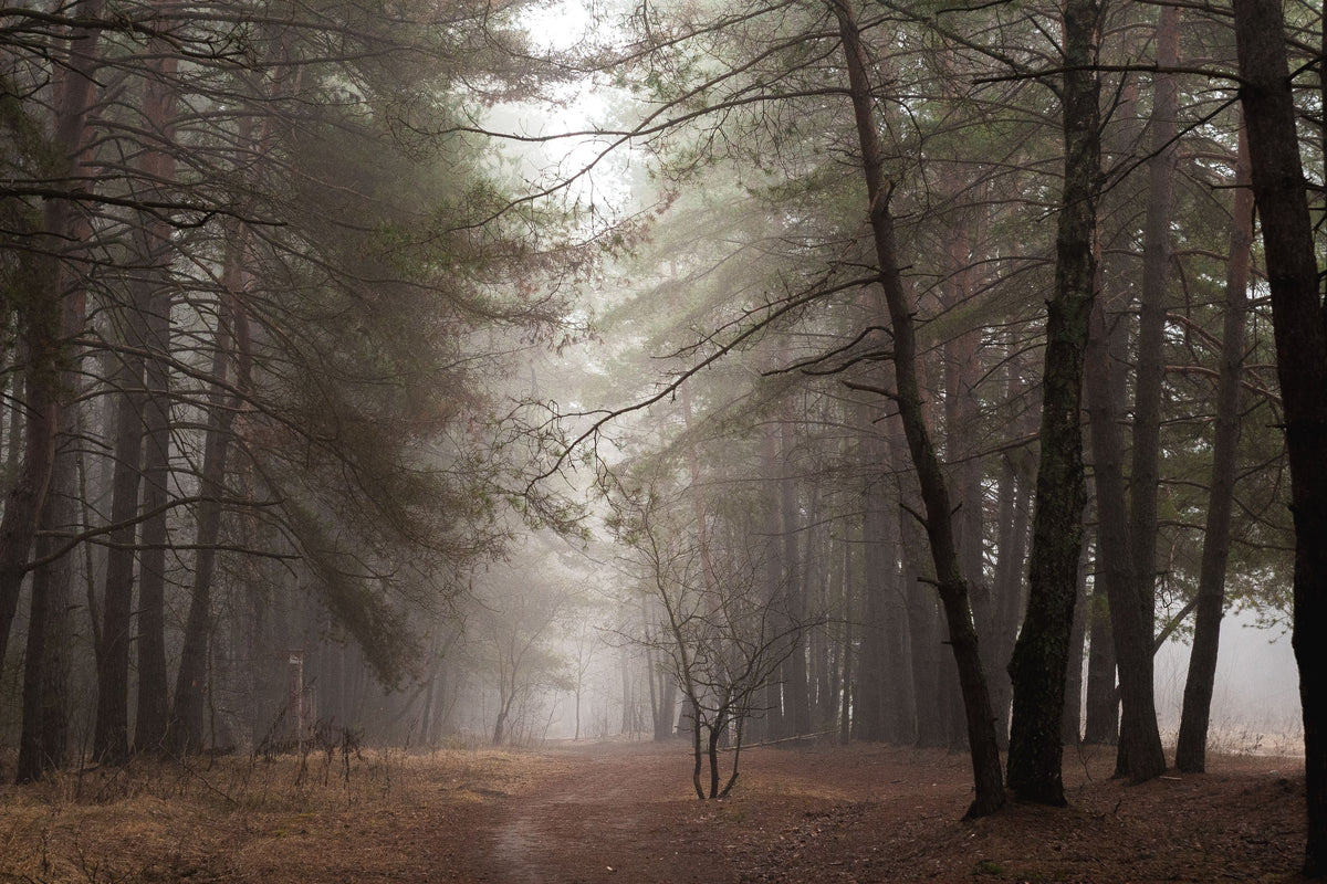 Misty forest trail in soft morning light, representing mindful awareness in a Medicine Box blog