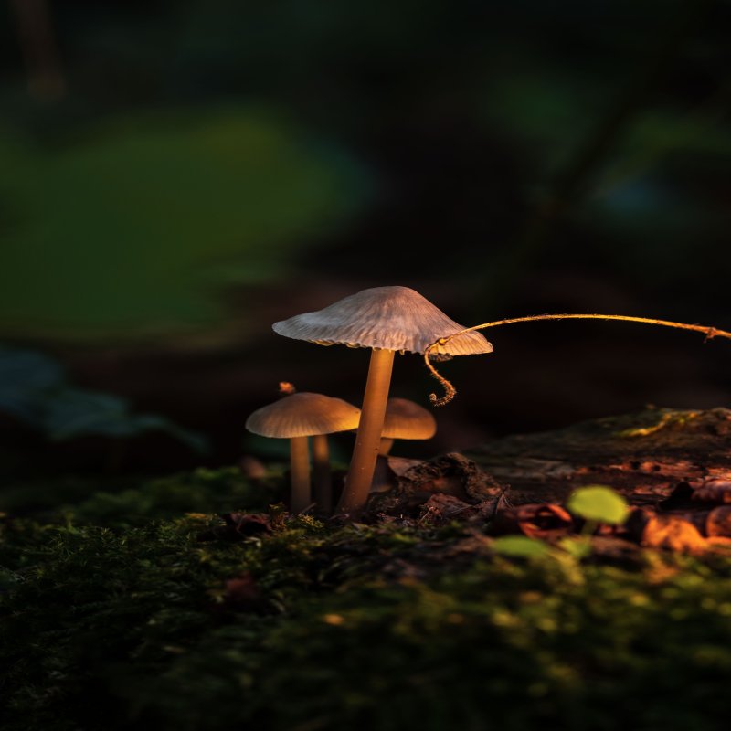 Psychedelics and wellness -- exploring the connection between plant medicine and mental clarity