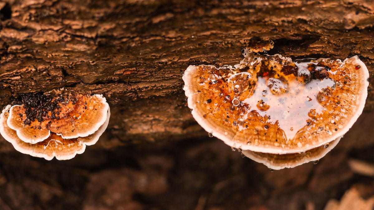Reishi mushroom — glossy red-brown cap in natural forest setting | Medicine Box